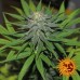 Pineapple Express - Barney's Farm